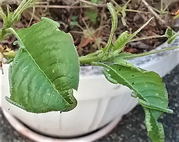 Azalea sawfly defoliation